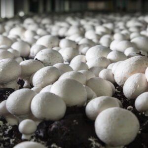 Mushroom Farming