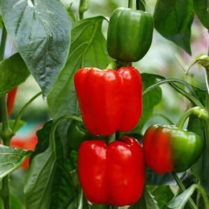 Bell  Pepper Farming