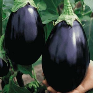 Egg Plant Farming