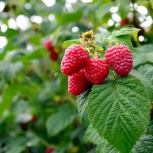 Raspberry Farming